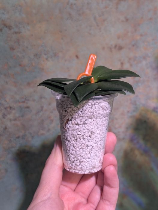 Hoya hoja Pachyclada snow lotus perełka