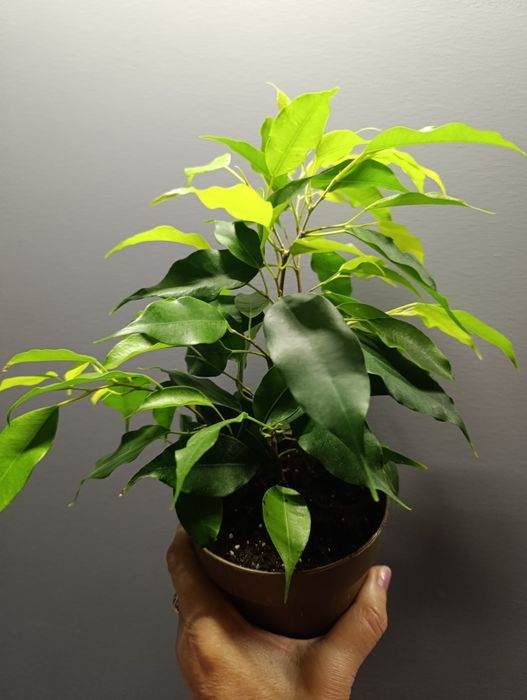 Фікус Бенджаміна Неон,молоді рослинки