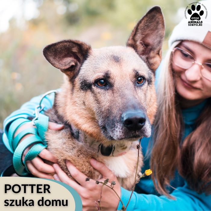 10 letni Potter szuka domu!