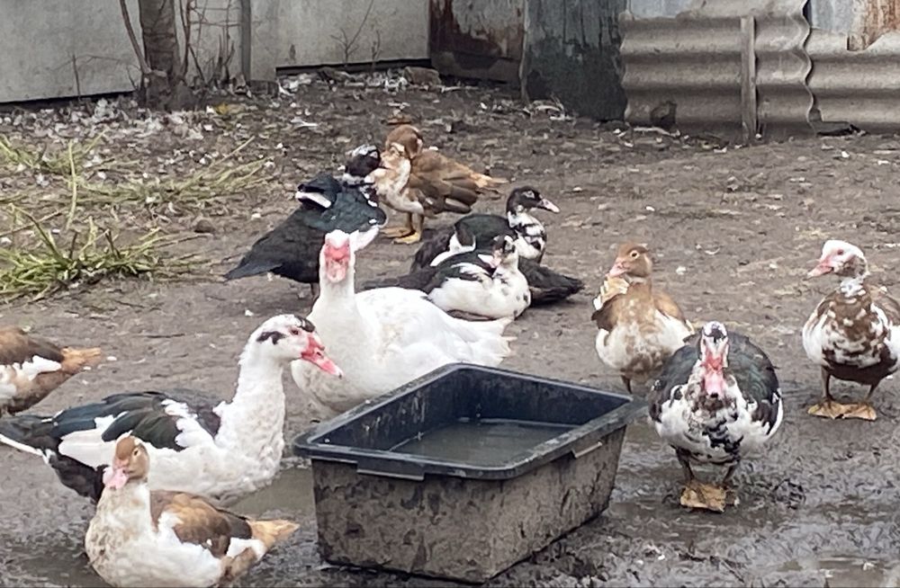 Продам індокачки різного віку