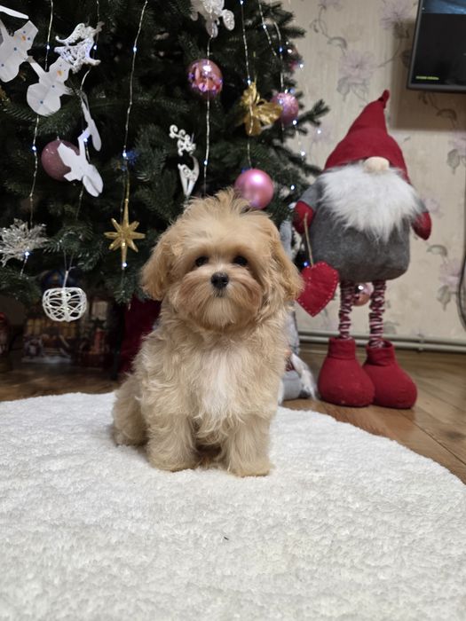 Фантастична дівчинка. . Мальтіпу Ф1.