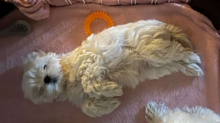 Maltańczyk suczka mini zkwp fci