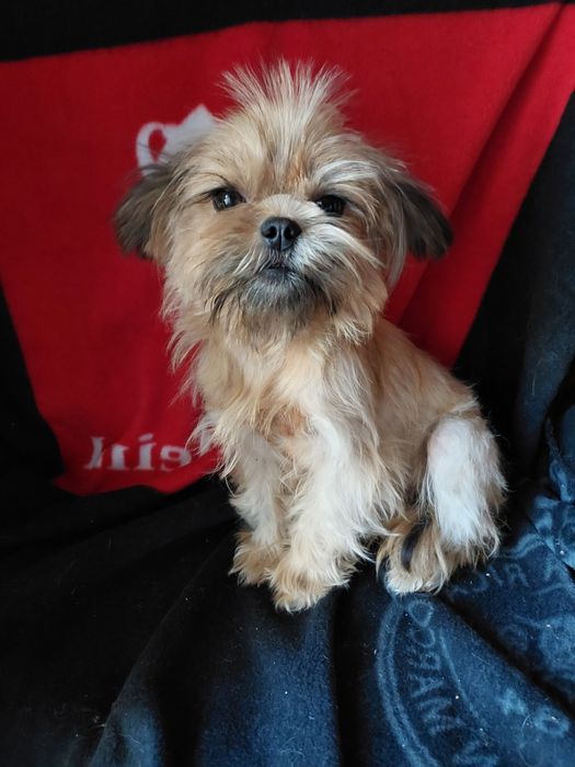 Мальтпу.  Сучка 1,5года