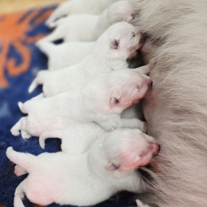 Samoyed, już są! Szczenięta ZKwP!