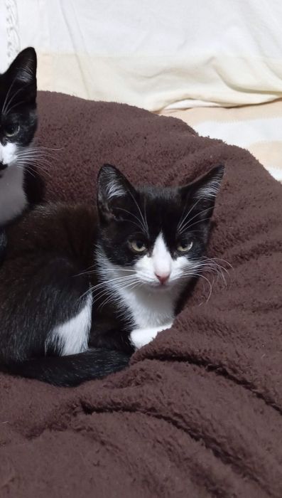 Actualização - Gatinha dócil para adopção