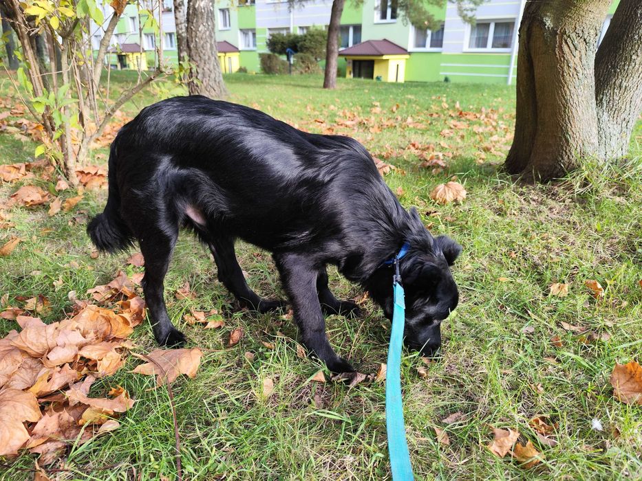 Oddam w dobre ręce psa