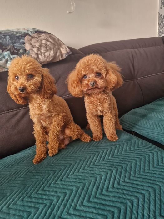 Cudowny malutki pudel toy piesek