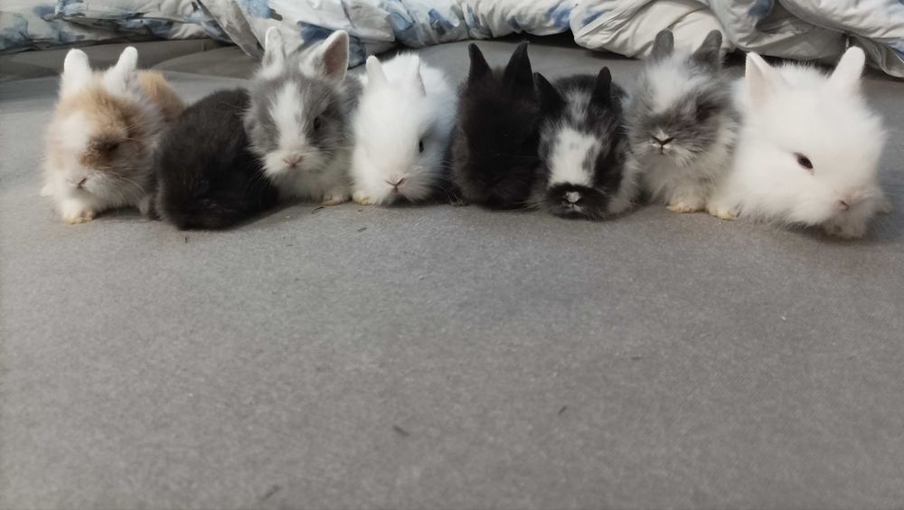 Króliczki karzełek ,teddy mini