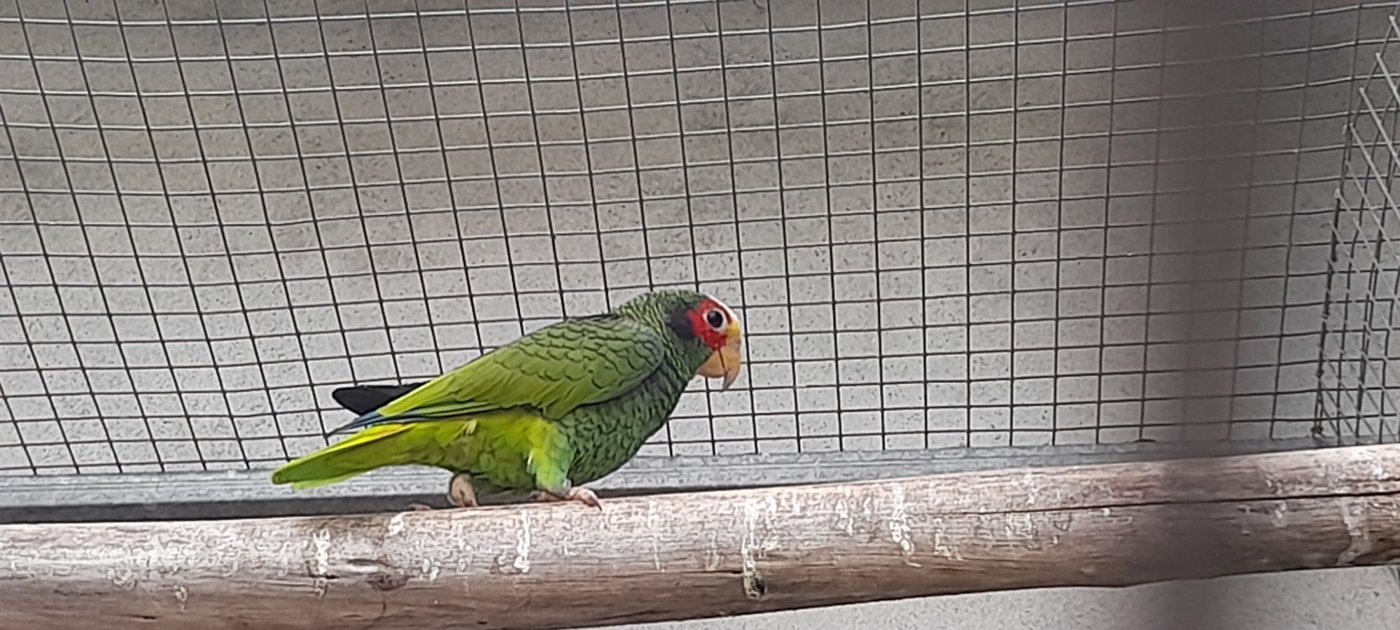 Amazona Xantholora