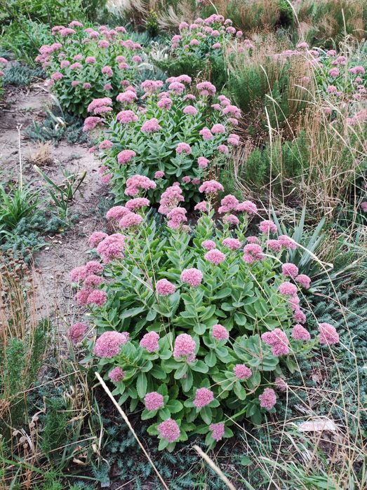 Седум (очиток) .