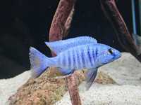 Pyszczak lazurowy, sciaenochromis fryeri