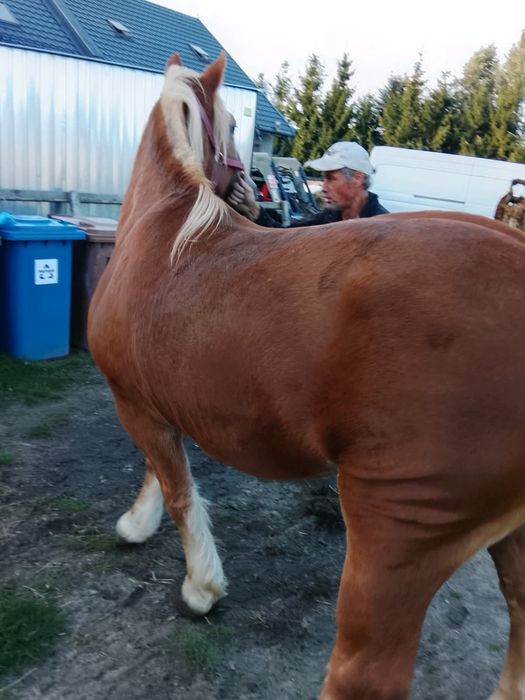 Sprzedam klacz, źrebna 3 miesiace