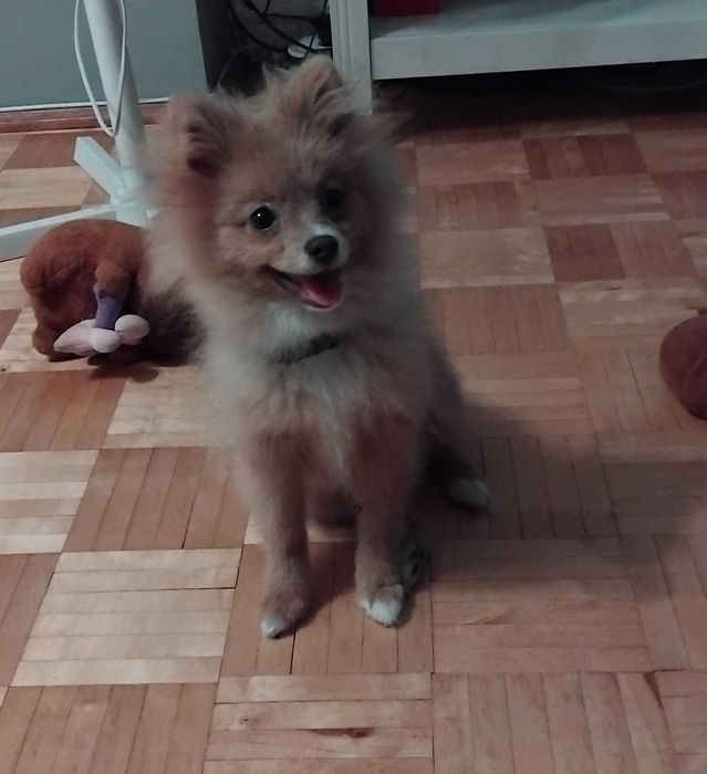 Szpic miniaturowy orange