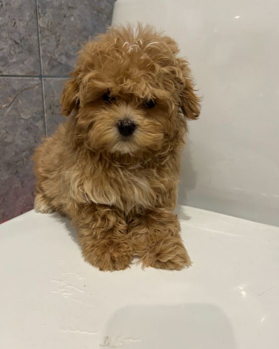 Мини мальчик мальтипу пудель