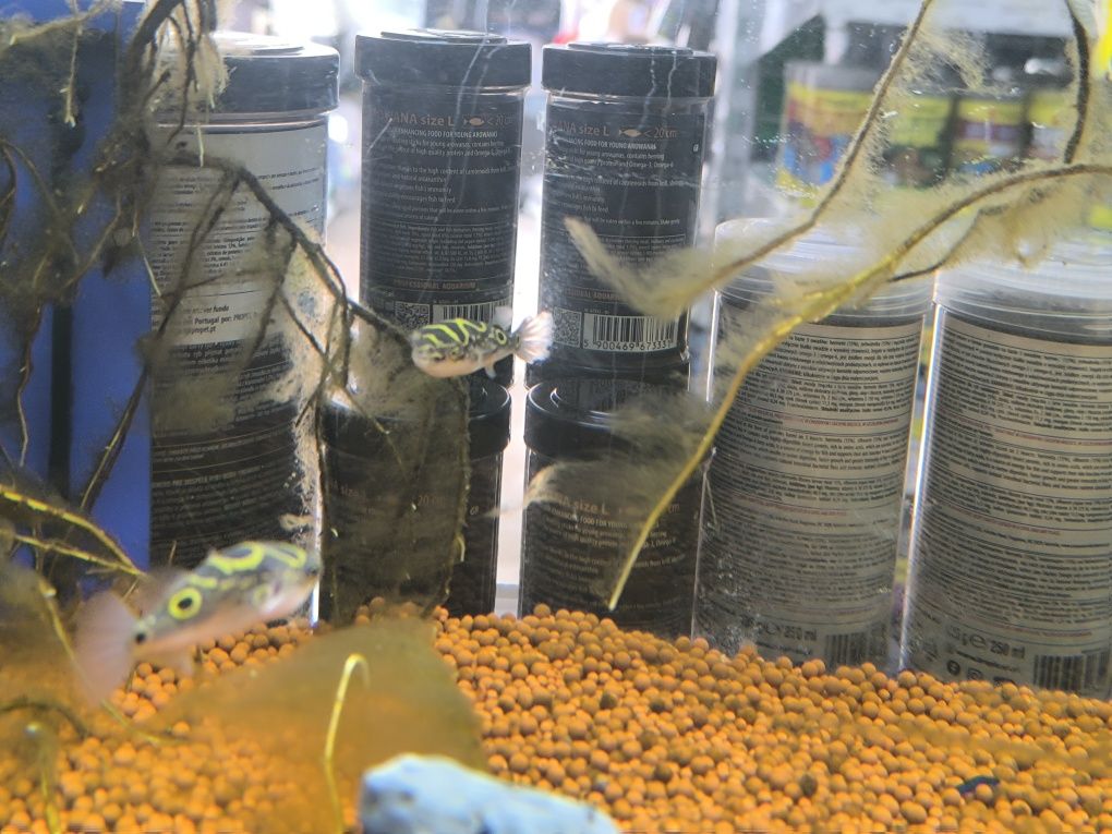 Peixe Balão Biocelatus (Tetraodon Biocelatus)
