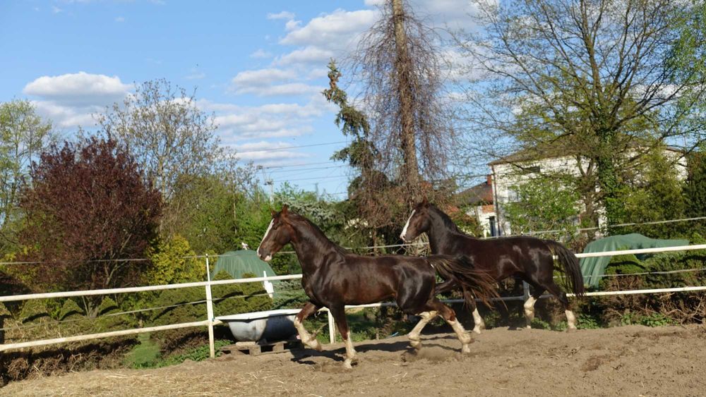 Para ogierów KWPN 3,5 letnie