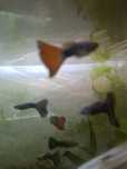 Peixes guppies adultos