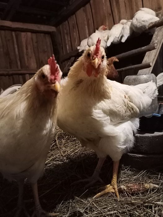 Півні легорн та ломан браун