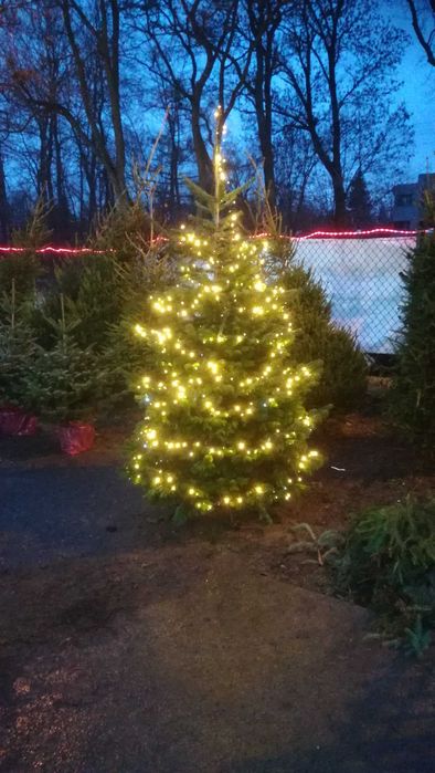 Choinki żywe cięte i w donicy Puławska 416 Dostawa Warszawa okolice