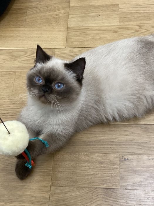 Британське кошеня