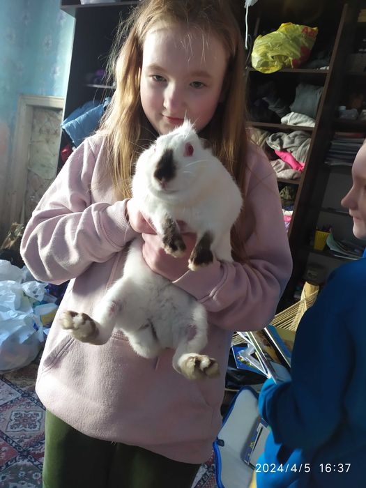 Карликовые кролики