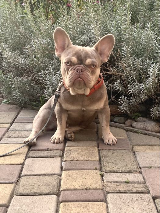 Молодий шикарний красень