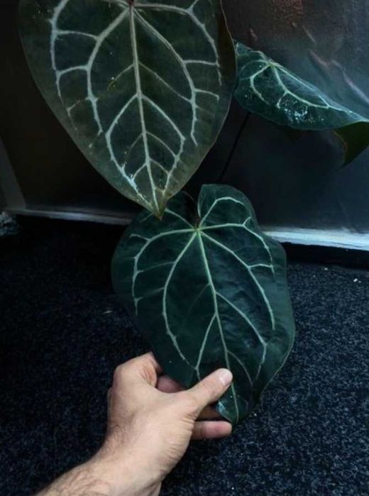 Anthurium Black Widow x Michelle X Orca