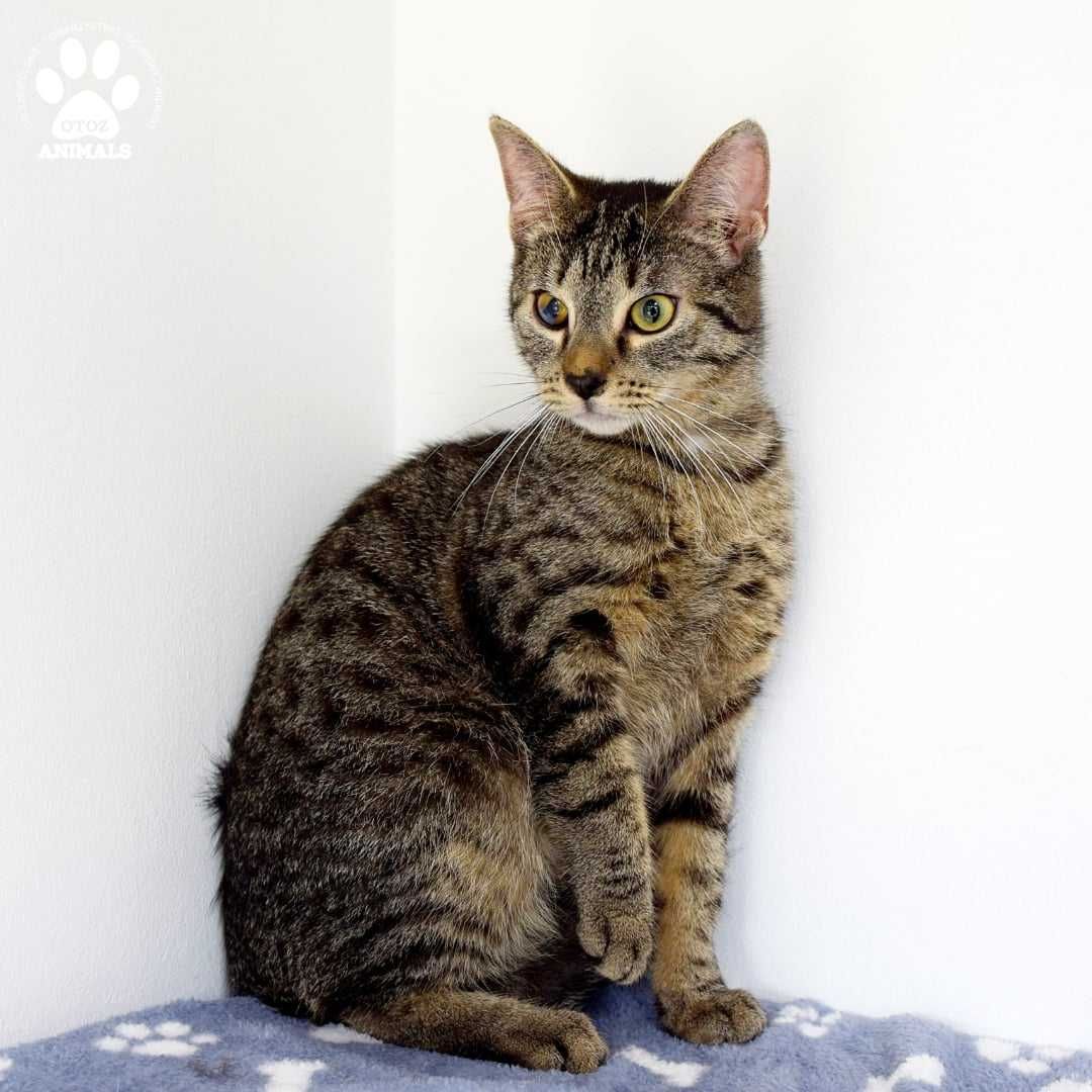 Malutka kotka do adopcji! Poznajcie Flexę!