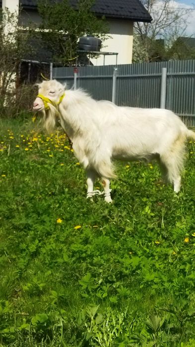 Супер цап продам. або обміняю на сіно, зерно