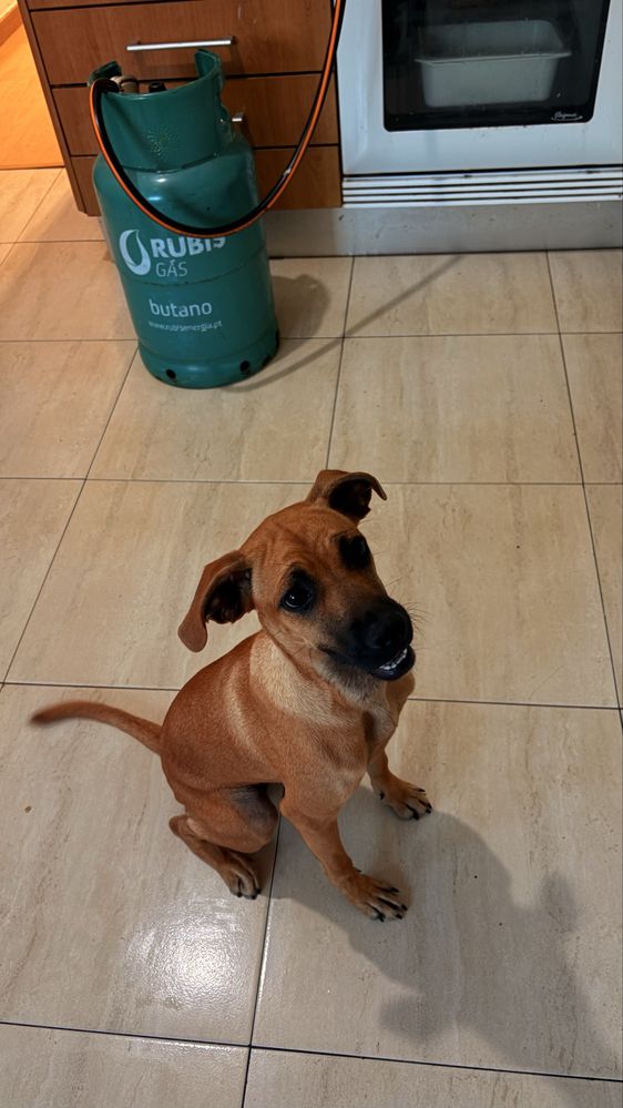 Cadela para adopção!