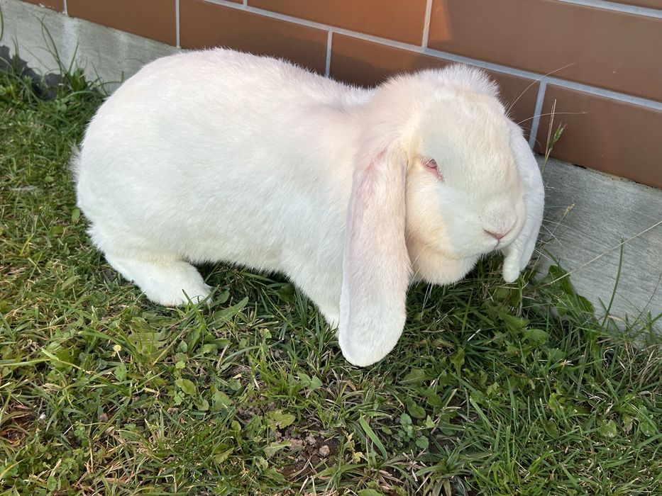 Baran francuski biały