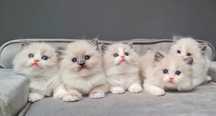 Kociak Ragdoll bikolor i mitted z rodowodem