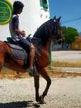 Vendo troco cavalo seta 7
