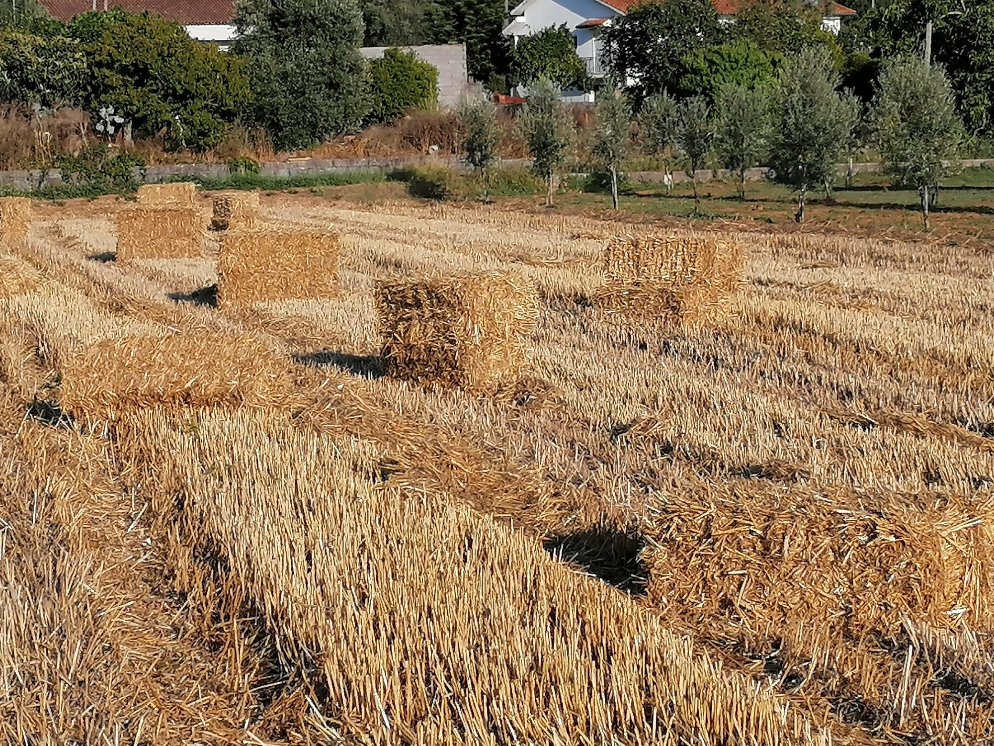 Fardos de palha de Aveia, Triticale e Erva Nascediça