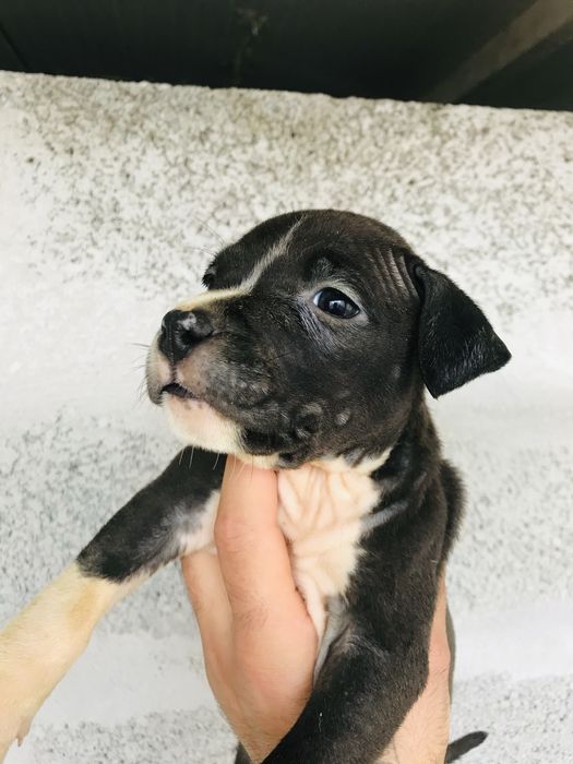 American staffordshire terrier