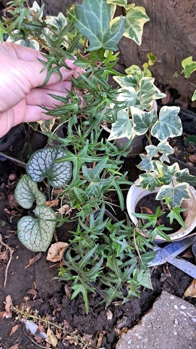 Плющ вуличний , осока