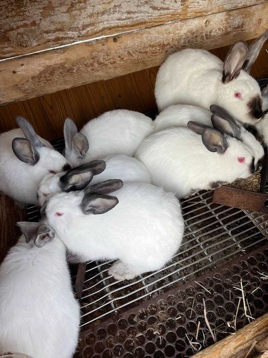 Кролі каліфорнія