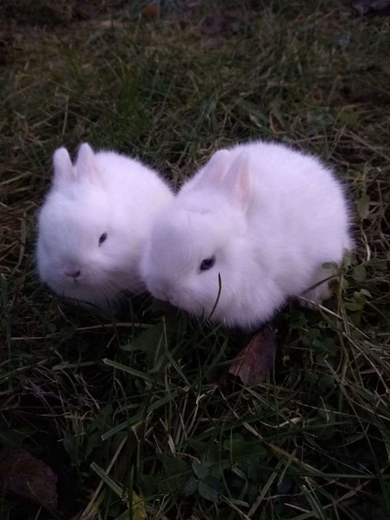 Кролики порода Гермелин