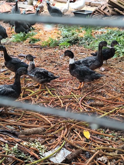 Patos cruzados mudo