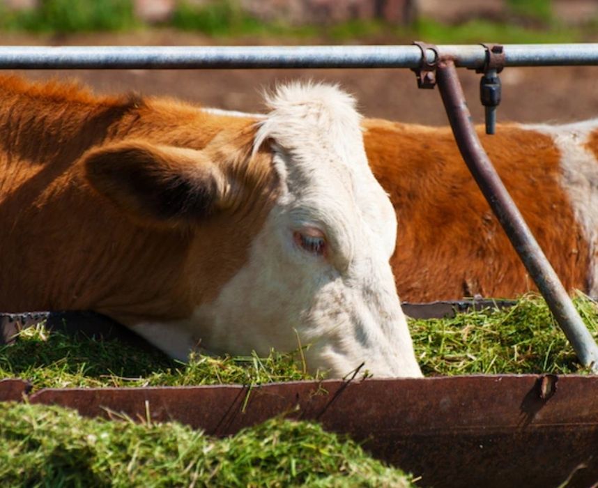 СІНО СОБАКАМ в будку З ДОСТАВКОЙ ОТ 1шт в тюках, сено ячка и др виды