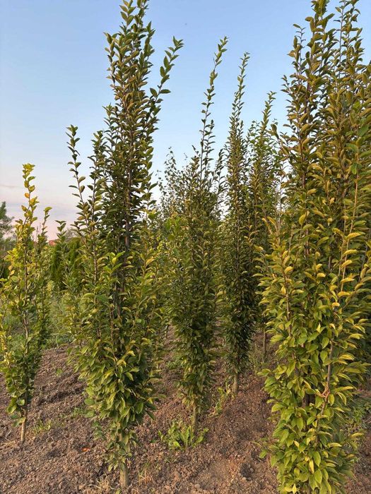 Grab pospolity 'Frans Fontaine', 250 cm, grab kolumnowy