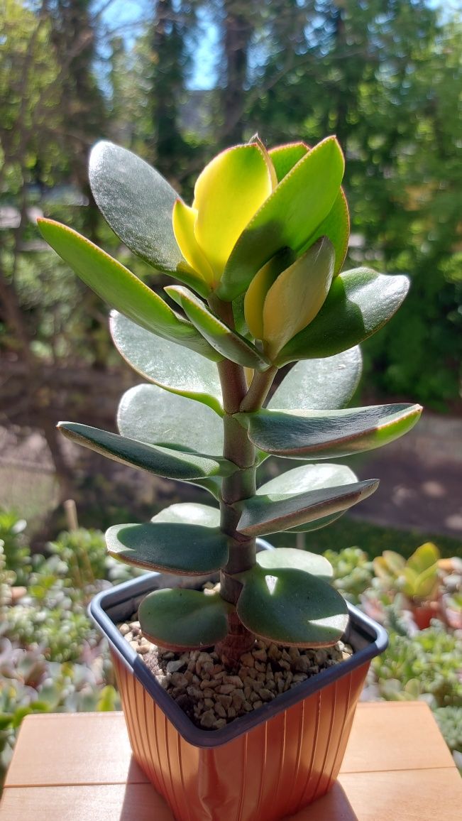 Крассула Ред Хорн Crassula Red Horn tree