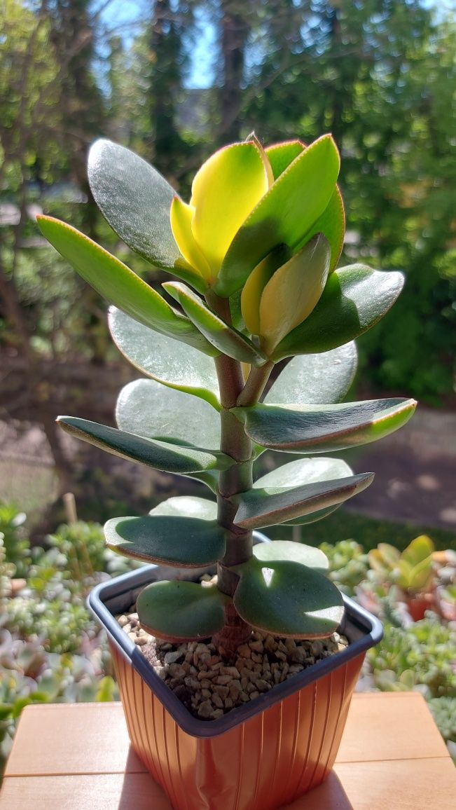 Крассула Ред Хорн  Crassula  Red Horn tree