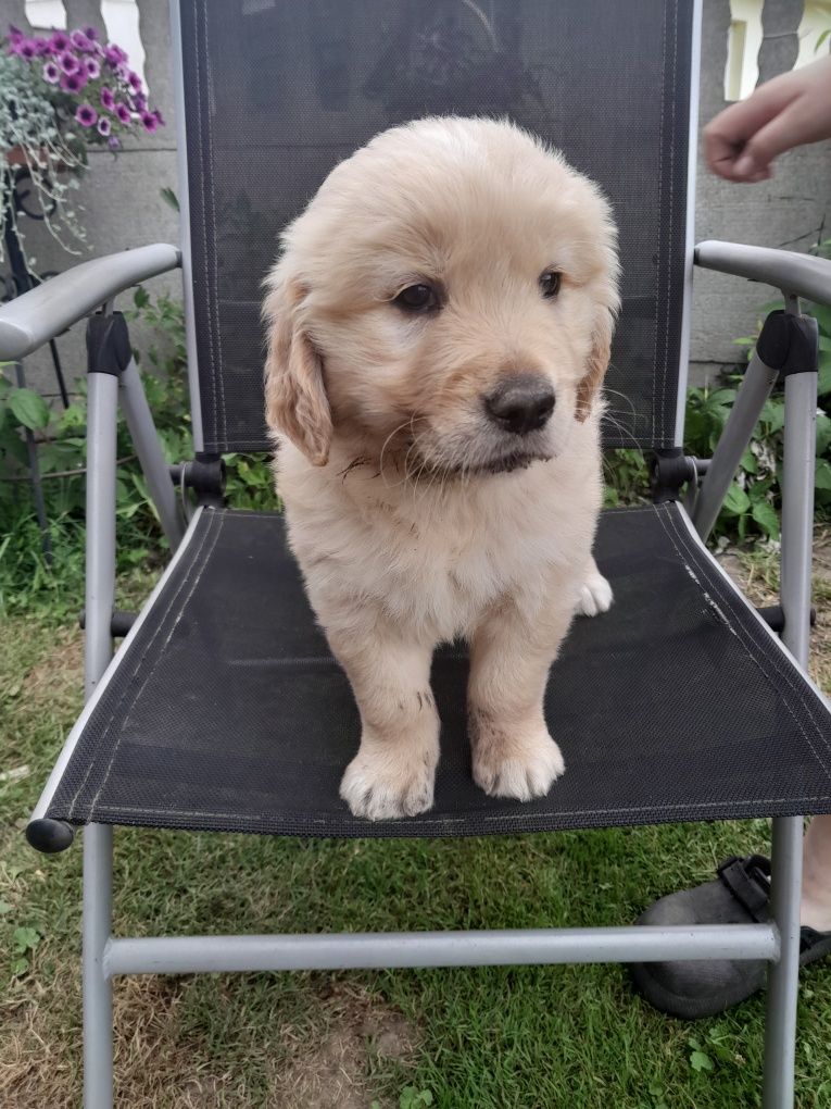 Golden Retriever
