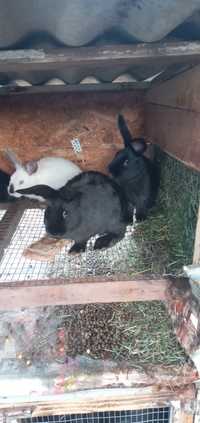 Продам двох місячних кроликів