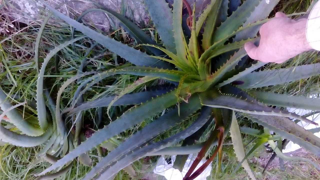 Cacto Aloe arborescens flor vermelha muito bonito par jardim e vaso