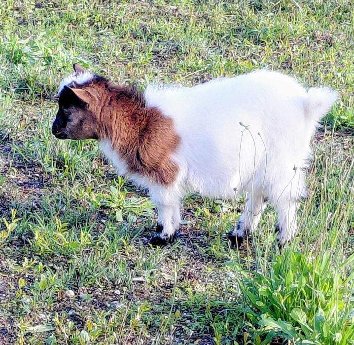 Vendo cabrito anão