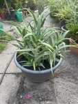 Aloes drzewiasty -leczniczy