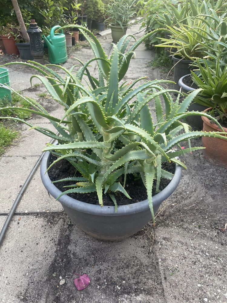 Aloes drzewiasty -leczniczy