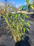 Bambus Pseudosasa